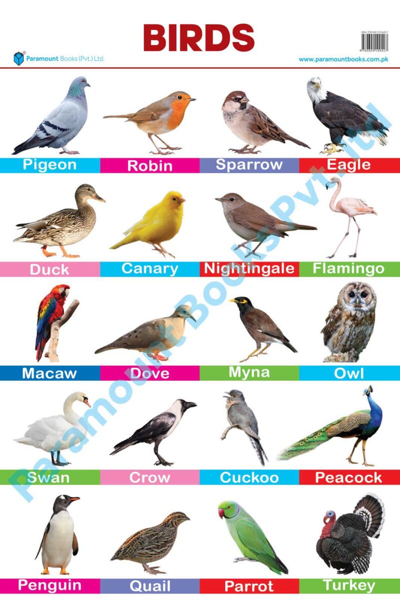 Birds Chart – almaqtabooks.com