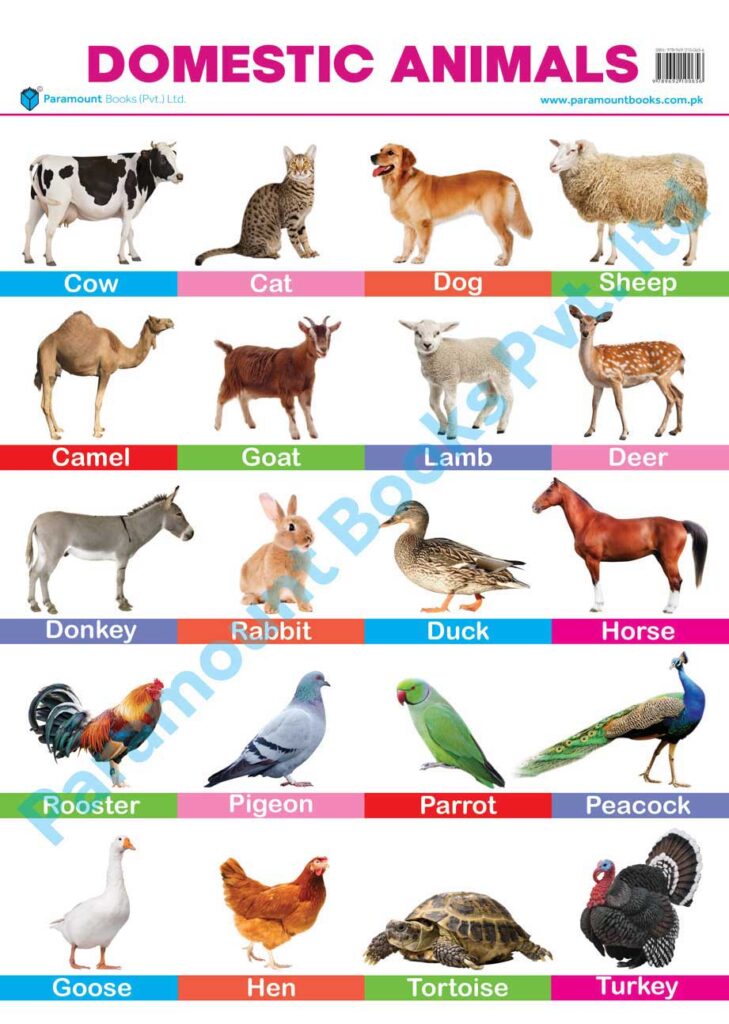 Domestic Animals chart – almaqtabooks.com